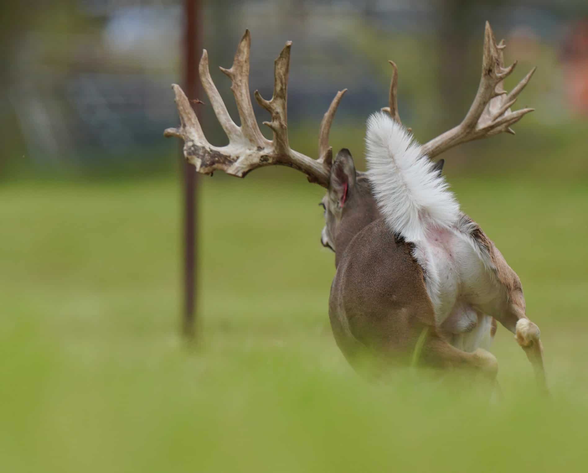 M3 Whitetails are Texas deer breeders that specialize in raising and selling whitetail Breeder Bucks, whitetail DMP Bucks, whitetail Stocker Bucks, as well as open and bred whitetail does. Big Texas Typicals are what buyers want when buying Texas DMP Bucks, Stocker Bucks, and Breeder Bucks. Our whitetail deer for sale are sure to impress prospective buyers and are priced competitively.