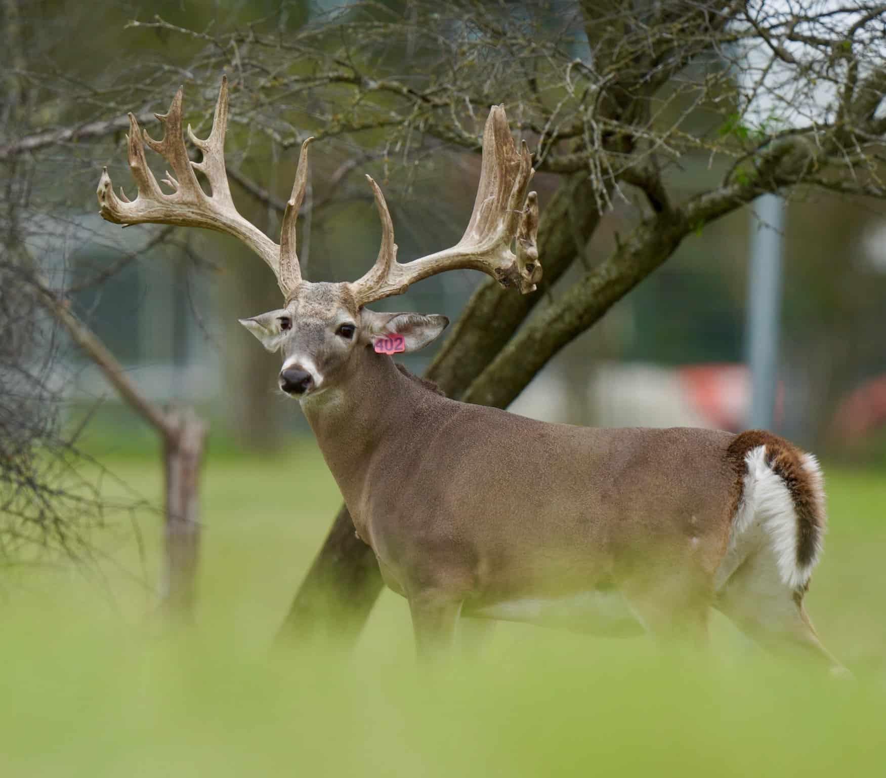 M3 Whitetails are Texas deer breeders that specialize in raising and selling whitetail Breeder Bucks, whitetail DMP Bucks, whitetail Stocker Bucks, as well as open and bred whitetail does. Big Texas Typicals are what buyers want when buying Texas DMP Bucks, Stocker Bucks, and Breeder Bucks. Our whitetail deer for sale are sure to impress prospective buyers and are priced competitively.