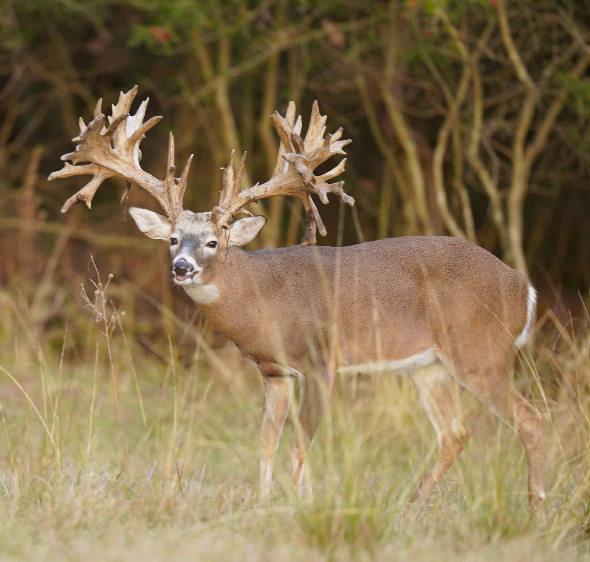 M3 Whitetails are Texas deer breeders that specialize in raising and selling whitetail Breeder Bucks, whitetail DMP Bucks, whitetail Stocker Bucks, as well as open and bred whitetail does. Big Texas Typicals are what buyers want when buying Texas DMP Bucks, Stocker Bucks, and Breeder Bucks.  Our whitetail deer for sale are sure to impress prospective buyers and are priced competitively.