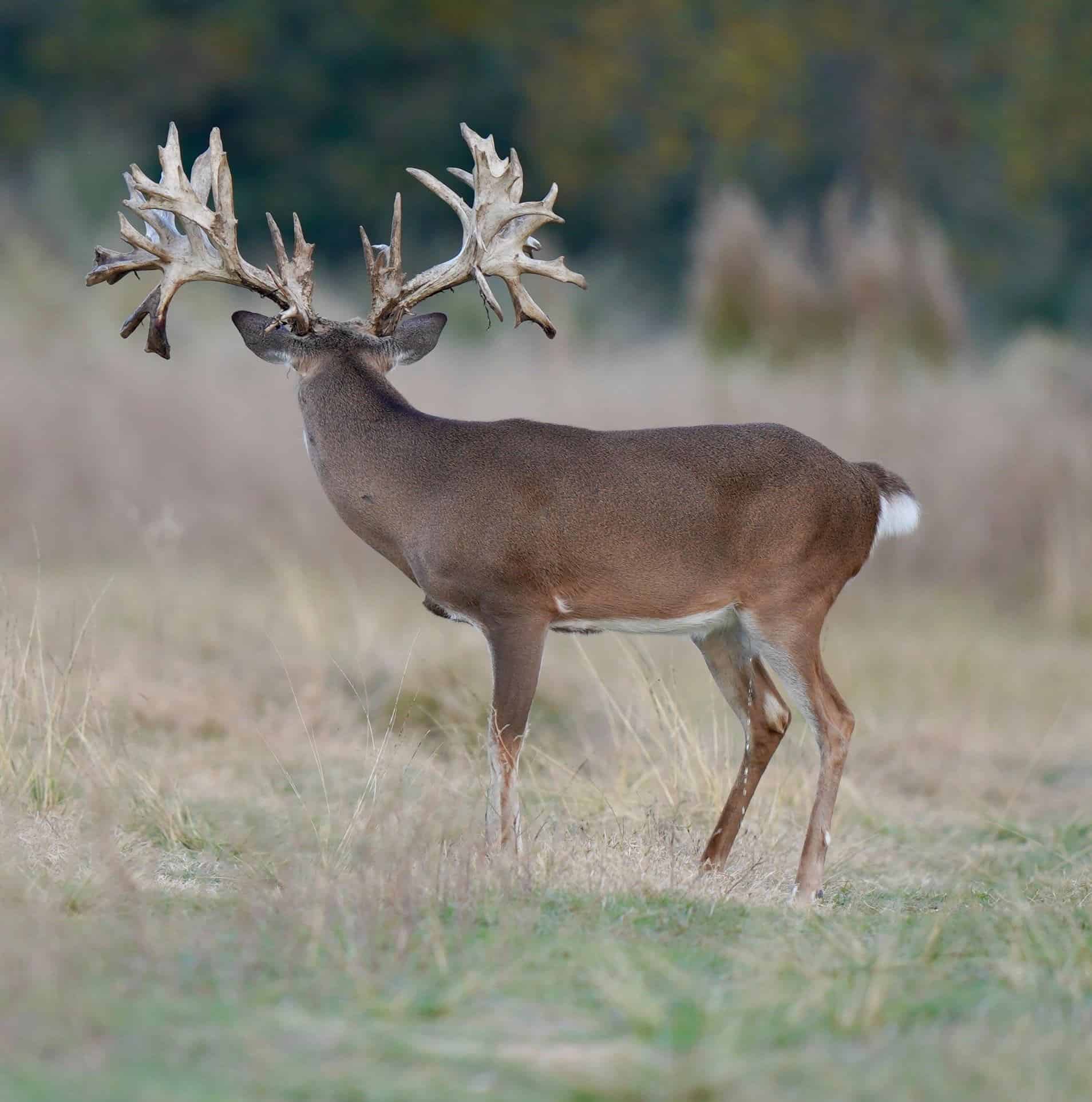 M3 Whitetails are Texas deer breeders that specialize in raising and selling whitetail Breeder Bucks, whitetail DMP Bucks, whitetail Stocker Bucks, as well as open and bred whitetail does. Big Texas Typicals are what buyers want when buying Texas DMP Bucks, Stocker Bucks, and Breeder Bucks.  Our whitetail deer for sale are sure to impress prospective buyers and are priced competitively.