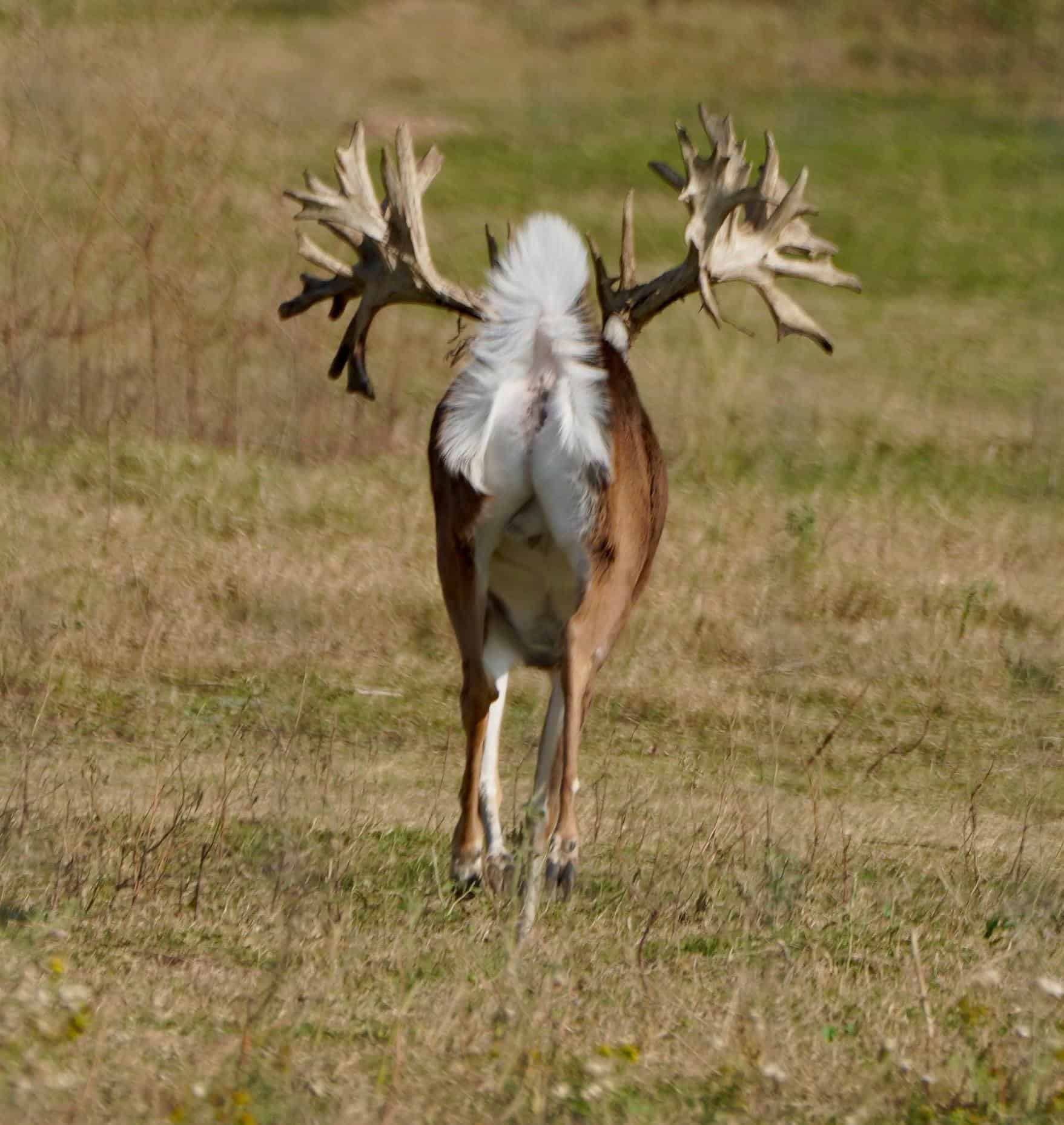 M3 Whitetails are Texas deer breeders that specialize in raising and selling whitetail Breeder Bucks, whitetail DMP Bucks, whitetail Stocker Bucks, as well as open and bred whitetail does. Big Texas Typicals are what buyers want when buying Texas DMP Bucks, Stocker Bucks, and Breeder Bucks.  Our whitetail deer for sale are sure to impress prospective buyers and are priced competitively.