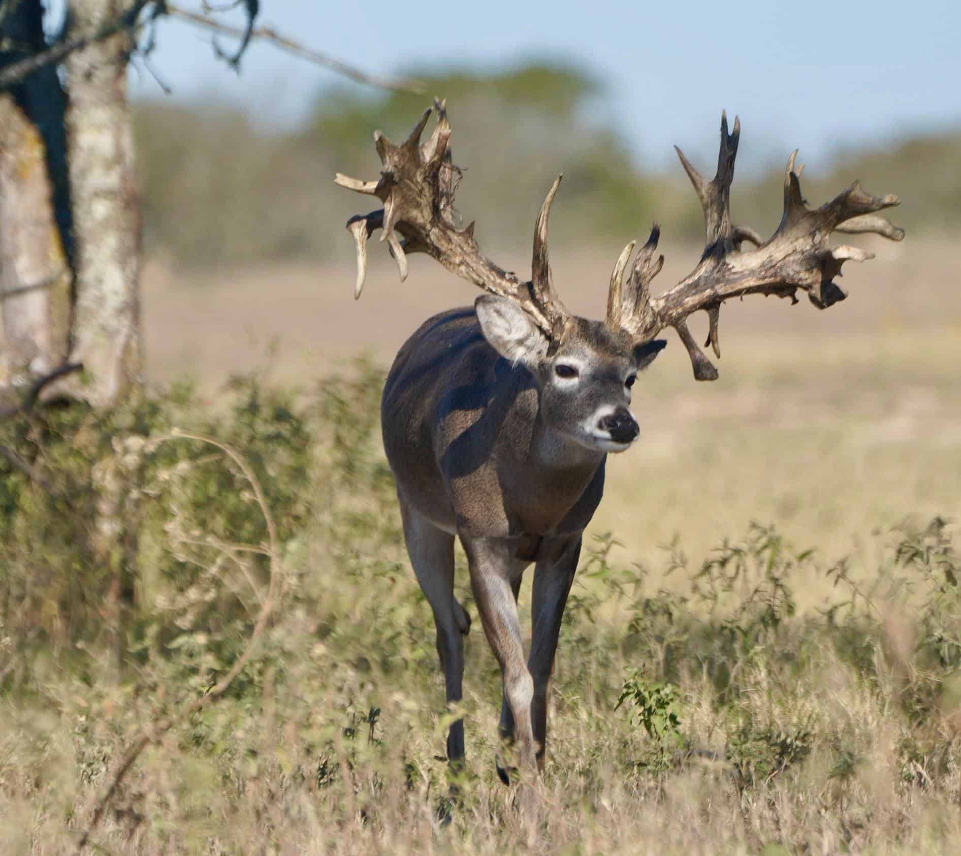 M3 Whitetails are Texas deer breeders that specialize in raising and selling whitetail Breeder Bucks, whitetail DMP Bucks, whitetail Stocker Bucks, as well as open and bred whitetail does. Big Texas Typicals are what buyers want when buying Texas DMP Bucks, Stocker Bucks, and Breeder Bucks.  Our whitetail deer for sale are sure to impress prospective buyers and are priced competitively.