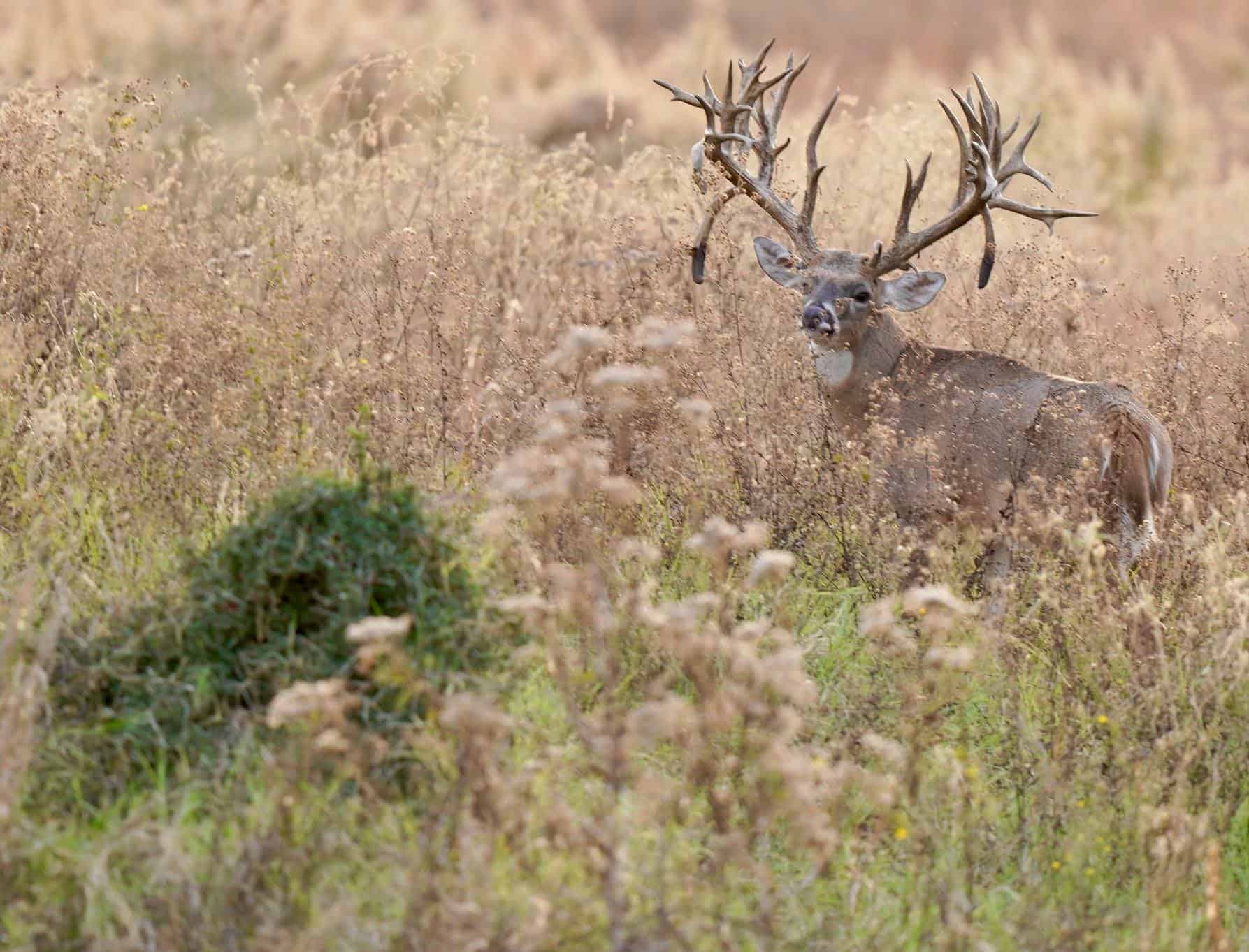 M3 Whitetails are Texas deer breeders that specialize in raising and selling whitetail Breeder Bucks, whitetail DMP Bucks, whitetail Stocker Bucks, as well as open and bred whitetail does. Big Texas Typicals are what buyers want when buying Texas DMP Bucks, Stocker Bucks, and Breeder Bucks.  Our whitetail deer for sale are sure to impress prospective buyers and are priced competitively.
