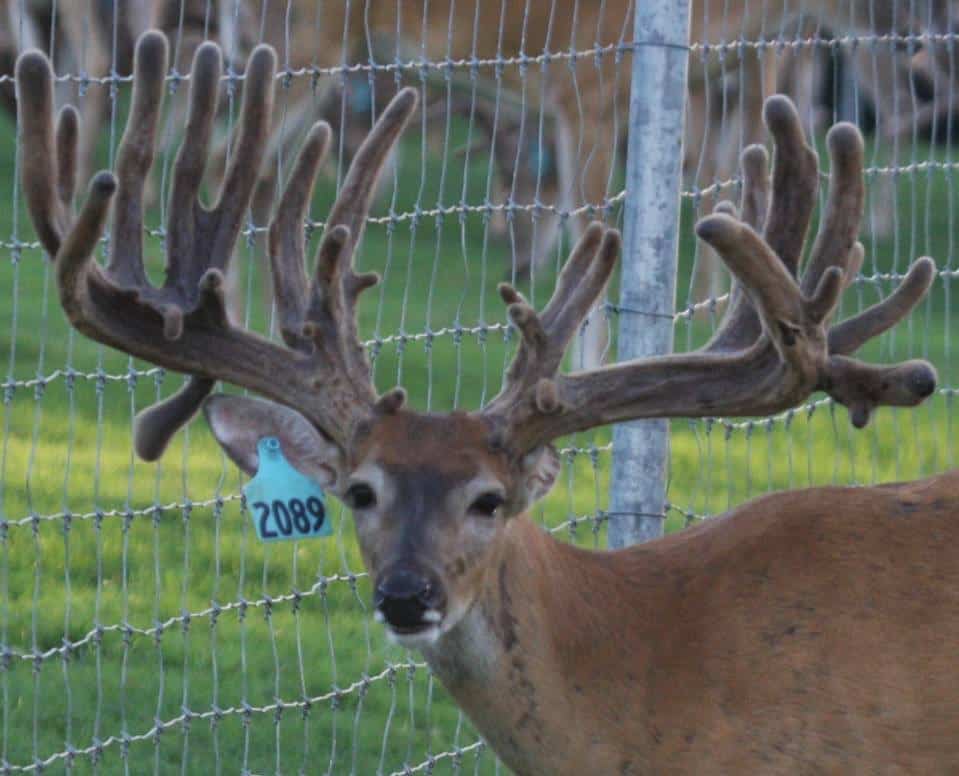 M3 Whitetails are Texas deer breeders that specialize in raising and selling whitetail Breeder Bucks, whitetail DMP Bucks, whitetail Stocker Bucks, as well as open and bred whitetail does. Big Texas Typicals are what buyers want when buying Texas DMP Bucks, Stocker Bucks, and Breeder Bucks. Our whitetail deer for sale are sure to impress prospective buyers and are priced competitively.