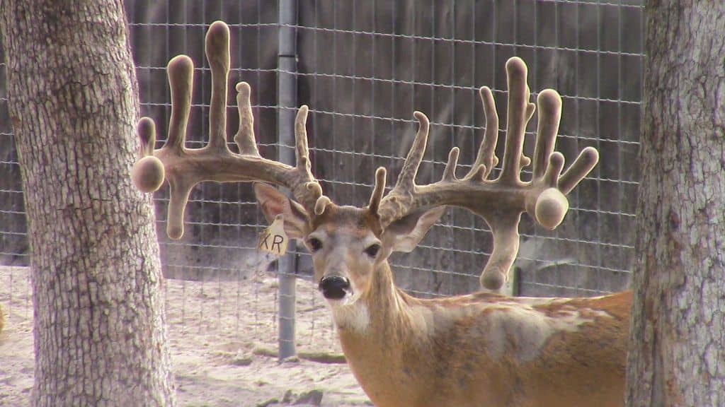 M3 Whitetails are Texas deer breeders that specialize in raising and selling whitetail Breeder Bucks, whitetail DMP Bucks, whitetail Stocker Bucks, as well as open and bred whitetail does. Big Texas Typicals are what buyers want when buying Texas DMP Bucks, Stocker Bucks, and Breeder Bucks. Our whitetail deer for sale are sure to impress prospective buyers and are priced competitively.