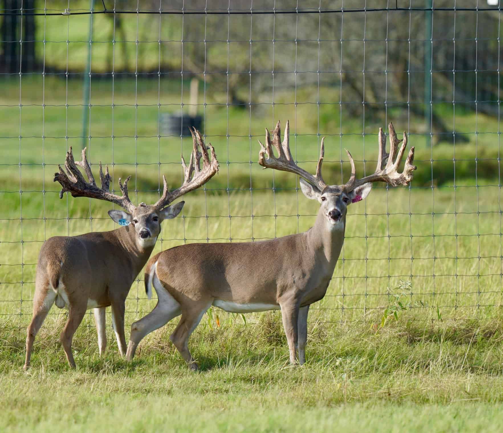 M3 Whitetails are Texas deer breeders that specialize in raising and selling whitetail Breeder Bucks, whitetail DMP Bucks, whitetail Stocker Bucks, as well as open and bred whitetail does. Big Texas Typicals are what buyers want when buying Texas DMP Bucks, Stocker Bucks, and Breeder Bucks. Our whitetail deer for sale are sure to impress prospective buyers and are priced competitively.