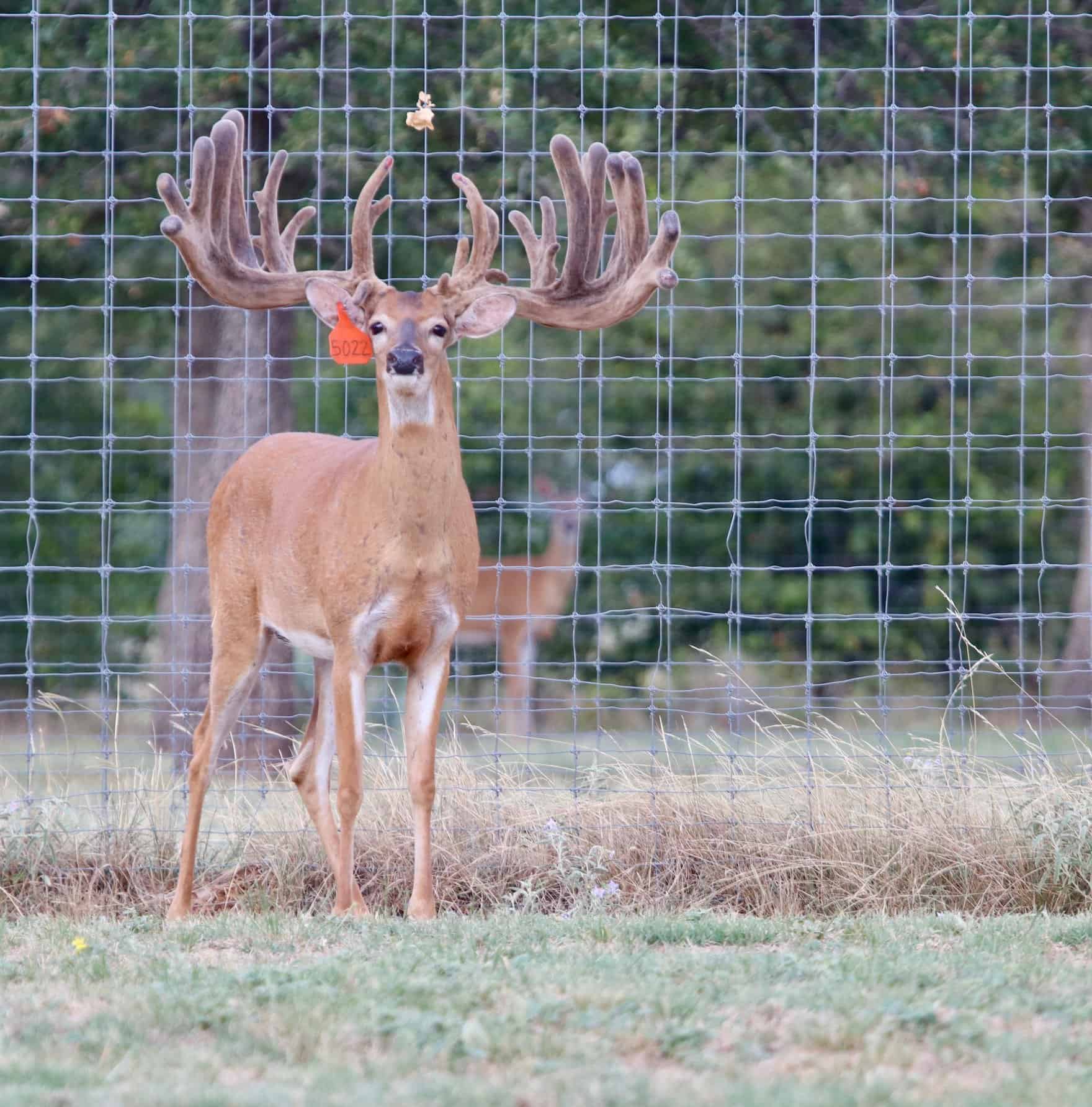 M3 Whitetails are Texas deer breeders that specialize in raising and selling whitetail Breeder Bucks, whitetail DMP Bucks, whitetail Stocker Bucks, as well as open and bred whitetail does. Big Texas Typicals are what buyers want when buying Texas DMP Bucks, Stocker Bucks, and Breeder Bucks. Our whitetail deer for sale are sure to impress prospective buyers and are priced competitively.
