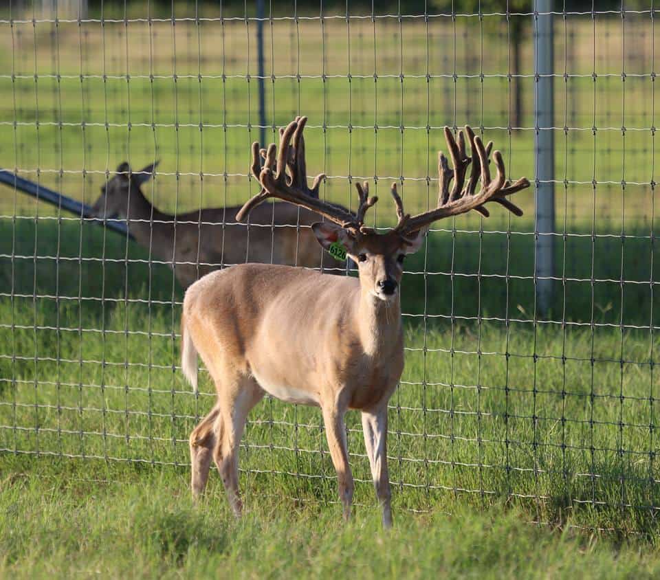 M3 Whitetails are Texas deer breeders that specialize in raising and selling whitetail Breeder Bucks, whitetail DMP Bucks, whitetail Stocker Bucks, as well as open and bred whitetail does. Big Texas Typicals are what buyers want when buying Texas DMP Bucks, Stocker Bucks, and Breeder Bucks. Our whitetail deer for sale are sure to impress prospective buyers and are priced competitively.