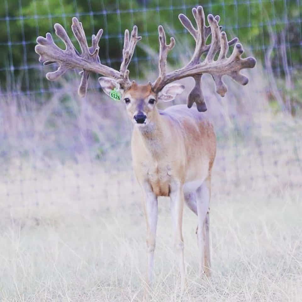 M3 Whitetails are Texas deer breeders that specialize in raising and selling whitetail Breeder Bucks, whitetail DMP Bucks, whitetail Stocker Bucks, as well as open and bred whitetail does. Big Texas Typicals are what buyers want when buying Texas DMP Bucks, Stocker Bucks, and Breeder Bucks. Our whitetail deer for sale are sure to impress prospective buyers and are priced competitively.