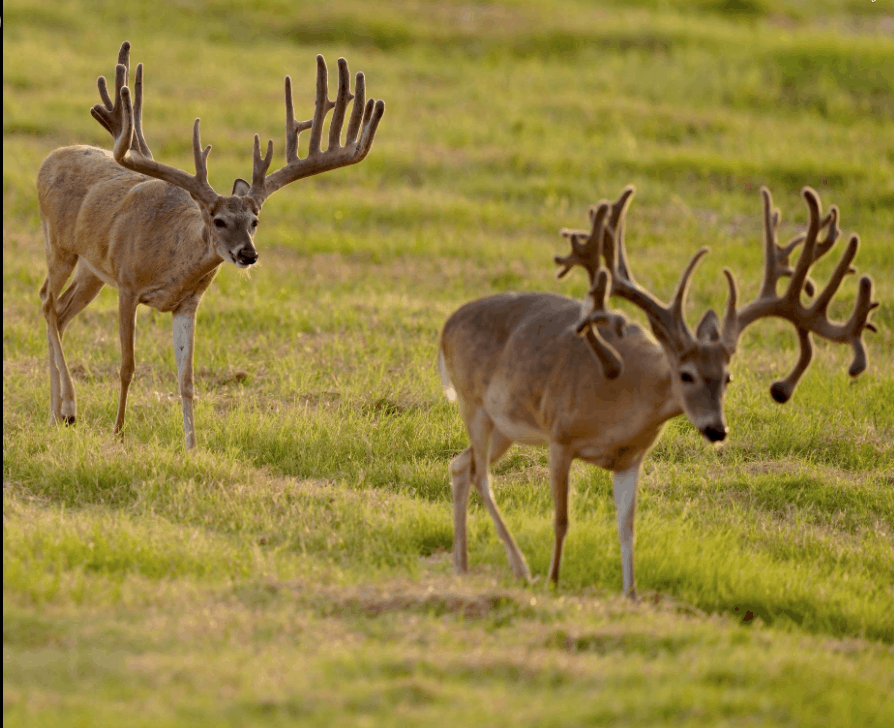 M3 Whitetails…. We like ’em big, fat and wide! – Deer Breeder In Texas ...