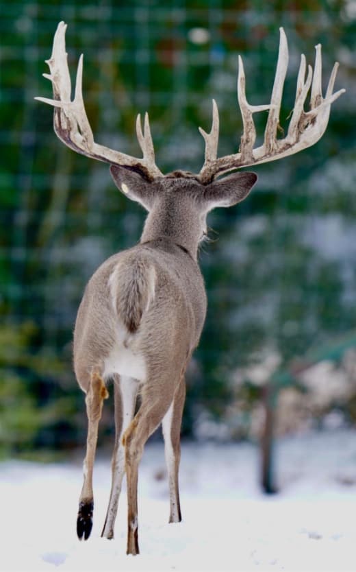 M3 Whitetails are Texas deer breeders that specialize in raising and selling whitetail Breeder Bucks, whitetail DMP Bucks, whitetail Stocker Bucks, as well as open and bred whitetail does. Big Texas Typicals are what buyers want when buying Texas DMP Bucks, Stocker Bucks, and Breeder Bucks. Our whitetail deer for sale are sure to impress prospective buyers and are priced competitively.