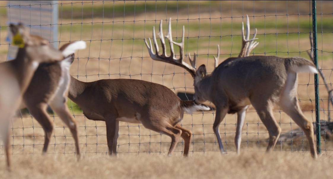 M3 Whitetails are Texas deer breeders that specialize in raising and selling whitetail Breeder Bucks, whitetail DMP Bucks, whitetail Stocker Bucks, as well as open and bred whitetail does. Big Texas Typicals are what buyers want when buying Texas DMP Bucks, Stocker Bucks, and Breeder Bucks. Our whitetail deer for sale are sure to impress prospective buyers and are priced competitively.