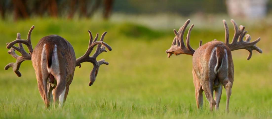 M3 Whitetails are Texas deer breeders that specialize in raising and selling whitetail Breeder Bucks, whitetail DMP Bucks, whitetail Stocker Bucks, as well as open and bred whitetail does. Big Texas Typicals are what buyers want when buying Texas DMP Bucks, Stocker Bucks, and Breeder Bucks. Our whitetail deer for sale are sure to impress prospective buyers and are priced competitively.