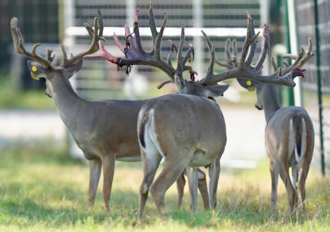 M3 Whitetails are Texas deer breeders that specialize in raising and selling whitetail Breeder Bucks, whitetail DMP Bucks, whitetail Stocker Bucks, as well as open and bred whitetail does. Big Texas Typicals are what buyers want when buying Texas DMP Bucks, Stocker Bucks, and Breeder Bucks. Our whitetail deer for sale are sure to impress prospective buyers and are priced competitively.
