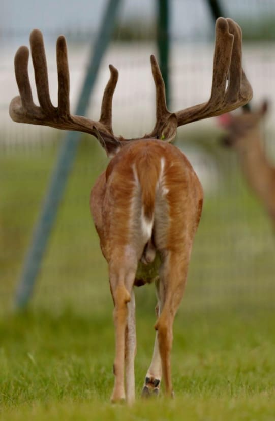 M3 Whitetails are Texas deer breeders that specialize in raising and selling whitetail Breeder Bucks, whitetail DMP Bucks, whitetail Stocker Bucks, as well as open and bred whitetail does. Big Texas Typicals are what buyers want when buying Texas DMP Bucks, Stocker Bucks, and Breeder Bucks. Our whitetail deer for sale are sure to impress prospective buyers and are priced competitively.