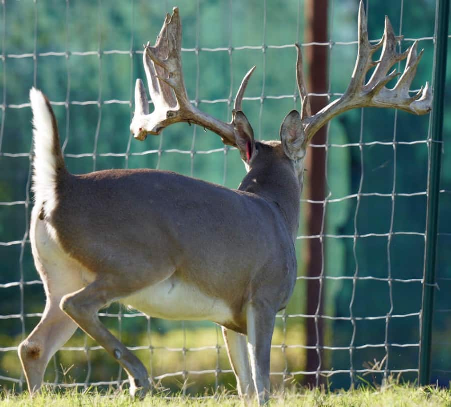 M3 Whitetails are Texas deer breeders that specialize in raising and selling whitetail Breeder Bucks, whitetail DMP Bucks, whitetail Stocker Bucks, as well as open and bred whitetail does. Big Texas Typicals are what buyers want when buying Texas DMP Bucks, Stocker Bucks, and Breeder Bucks. Our whitetail deer for sale are sure to impress prospective buyers and are priced competitively.