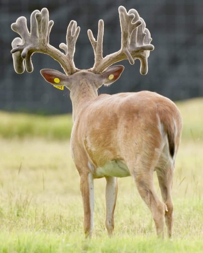 M3 Whitetails are Texas deer breeders that specialize in raising and selling whitetail Breeder Bucks, whitetail DMP Bucks, whitetail Stocker Bucks, as well as open and bred whitetail does. Big Texas Typicals are what buyers want when buying Texas DMP Bucks, Stocker Bucks, and Breeder Bucks. Our whitetail deer for sale are sure to impress prospective buyers and are priced competitively.