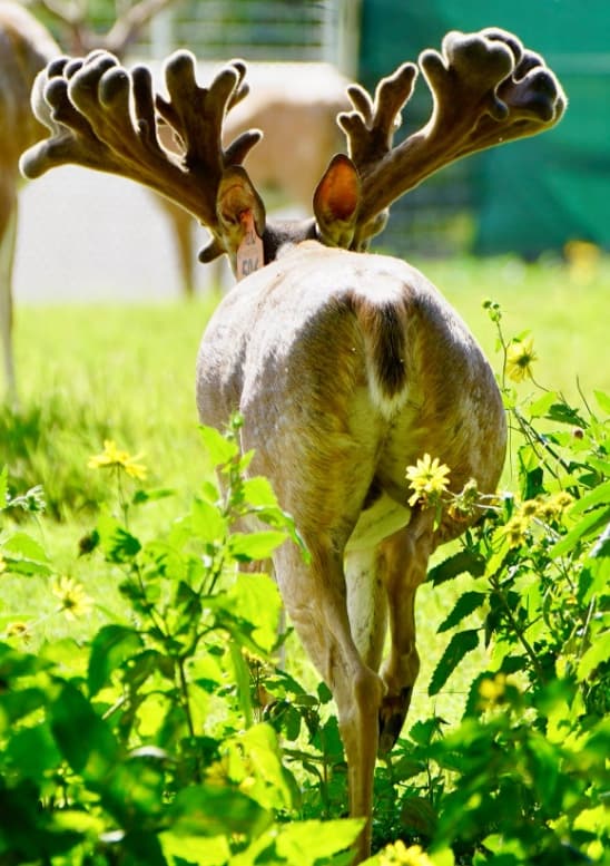 M3 Whitetails are Texas deer breeders that specialize in raising and selling whitetail Breeder Bucks, whitetail DMP Bucks, whitetail Stocker Bucks, as well as open and bred whitetail does. Big Texas Typicals are what buyers want when buying Texas DMP Bucks, Stocker Bucks, and Breeder Bucks. Our whitetail deer for sale are sure to impress prospective buyers and are priced competitively.