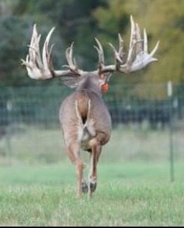 M3 Whitetails are Texas deer breeders that specialize in raising and selling whitetail Breeder Bucks, whitetail DMP Bucks, whitetail Stocker Bucks, as well as open and bred whitetail does. Big Texas Typicals are what buyers want when buying Texas DMP Bucks, Stocker Bucks, and Breeder Bucks. Our whitetail deer for sale are sure to impress prospective buyers and are priced competitively.
