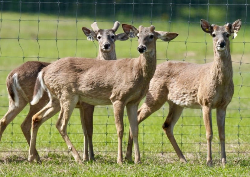 M3 Whitetails are Texas deer breeders that specialize in raising and selling whitetail Breeder Bucks, whitetail DMP Bucks, whitetail Stocker Bucks, as well as open and bred whitetail does. Big Texas Typicals are what buyers want when buying Texas DMP Bucks, Stocker Bucks, and Breeder Bucks. Our whitetail deer for sale are sure to impress prospective buyers and are priced competitively.