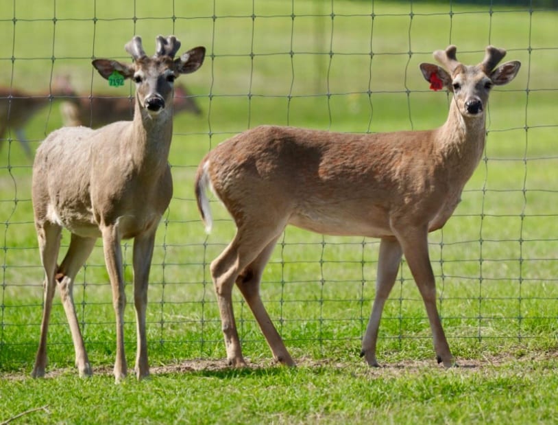 M3 Whitetails are Texas deer breeders that specialize in raising and selling whitetail Breeder Bucks, whitetail DMP Bucks, whitetail Stocker Bucks, as well as open and bred whitetail does. Big Texas Typicals are what buyers want when buying Texas DMP Bucks, Stocker Bucks, and Breeder Bucks. Our whitetail deer for sale are sure to impress prospective buyers and are priced competitively.