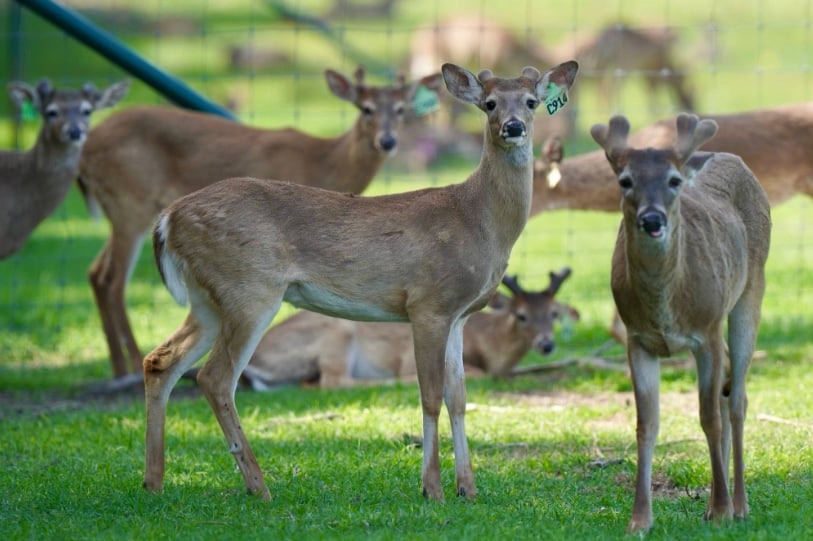 M3 Whitetails are Texas deer breeders that specialize in raising and selling whitetail Breeder Bucks, whitetail DMP Bucks, whitetail Stocker Bucks, as well as open and bred whitetail does. Big Texas Typicals are what buyers want when buying Texas DMP Bucks, Stocker Bucks, and Breeder Bucks. Our whitetail deer for sale are sure to impress prospective buyers and are priced competitively.