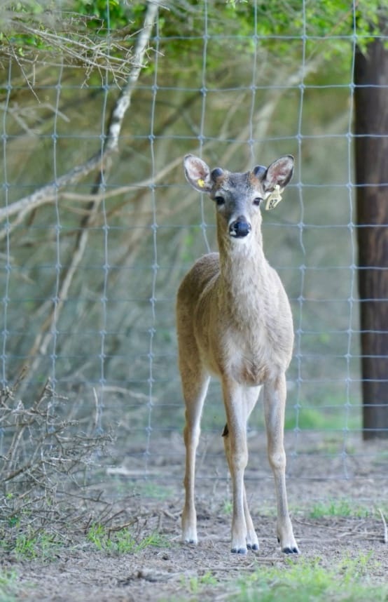 M3 Whitetails are Texas deer breeders that specialize in raising and selling whitetail Breeder Bucks, whitetail DMP Bucks, whitetail Stocker Bucks, as well as open and bred whitetail does. Big Texas Typicals are what buyers want when buying Texas DMP Bucks, Stocker Bucks, and Breeder Bucks. Our whitetail deer for sale are sure to impress prospective buyers and are priced competitively.