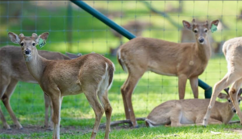M3 Whitetails are Texas deer breeders that specialize in raising and selling whitetail Breeder Bucks, whitetail DMP Bucks, whitetail Stocker Bucks, as well as open and bred whitetail does. Big Texas Typicals are what buyers want when buying Texas DMP Bucks, Stocker Bucks, and Breeder Bucks. Our whitetail deer for sale are sure to impress prospective buyers and are priced competitively.