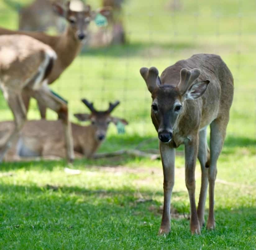 M3 Whitetails are Texas deer breeders that specialize in raising and selling whitetail Breeder Bucks, whitetail DMP Bucks, whitetail Stocker Bucks, as well as open and bred whitetail does. Big Texas Typicals are what buyers want when buying Texas DMP Bucks, Stocker Bucks, and Breeder Bucks. Our whitetail deer for sale are sure to impress prospective buyers and are priced competitively.