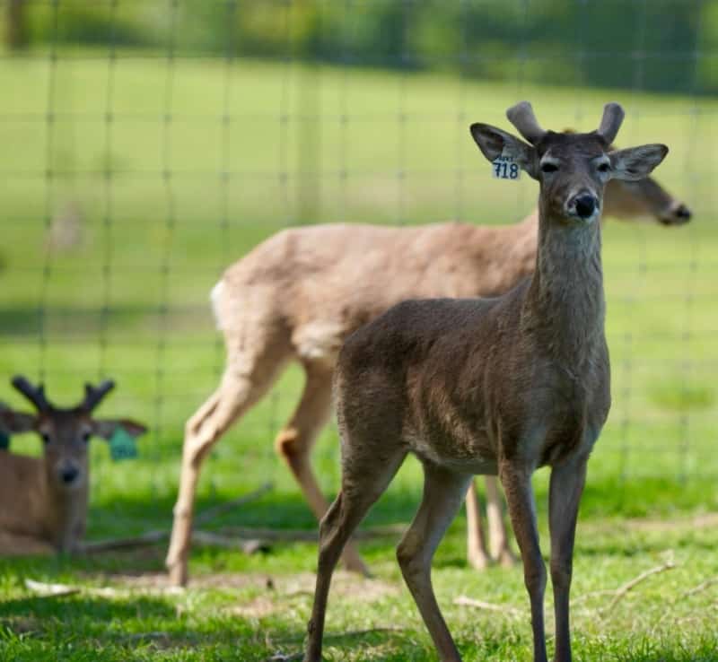 M3 Whitetails are Texas deer breeders that specialize in raising and selling whitetail Breeder Bucks, whitetail DMP Bucks, whitetail Stocker Bucks, as well as open and bred whitetail does. Big Texas Typicals are what buyers want when buying Texas DMP Bucks, Stocker Bucks, and Breeder Bucks. Our whitetail deer for sale are sure to impress prospective buyers and are priced competitively.