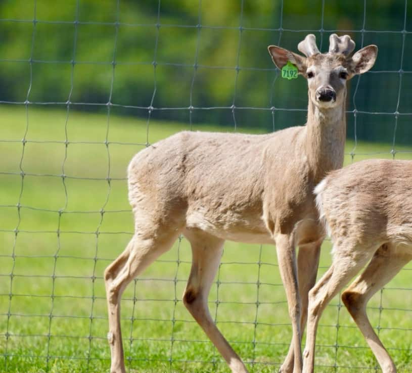 M3 Whitetails are Texas deer breeders that specialize in raising and selling whitetail Breeder Bucks, whitetail DMP Bucks, whitetail Stocker Bucks, as well as open and bred whitetail does. Big Texas Typicals are what buyers want when buying Texas DMP Bucks, Stocker Bucks, and Breeder Bucks. Our whitetail deer for sale are sure to impress prospective buyers and are priced competitively.