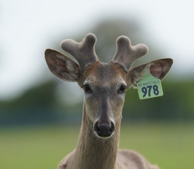 M3 Whitetails are Texas deer breeders that specialize in raising and selling whitetail Breeder Bucks, whitetail DMP Bucks, whitetail Stocker Bucks, as well as open and bred whitetail does. Big Texas Typicals are what buyers want when buying Texas DMP Bucks, Stocker Bucks, and Breeder Bucks. Our whitetail deer for sale are sure to impress prospective buyers and are priced competitively.