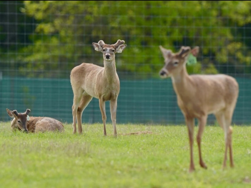 M3 Whitetails are Texas deer breeders that specialize in raising and selling whitetail Breeder Bucks, whitetail DMP Bucks, whitetail Stocker Bucks, as well as open and bred whitetail does. Big Texas Typicals are what buyers want when buying Texas DMP Bucks, Stocker Bucks, and Breeder Bucks. Our whitetail deer for sale are sure to impress prospective buyers and are priced competitively.