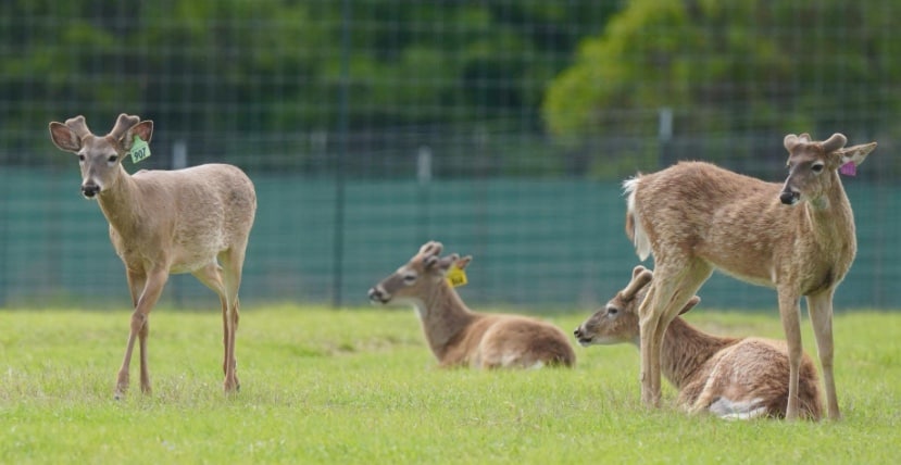 M3 Whitetails are Texas deer breeders that specialize in raising and selling whitetail Breeder Bucks, whitetail DMP Bucks, whitetail Stocker Bucks, as well as open and bred whitetail does. Big Texas Typicals are what buyers want when buying Texas DMP Bucks, Stocker Bucks, and Breeder Bucks. Our whitetail deer for sale are sure to impress prospective buyers and are priced competitively.
