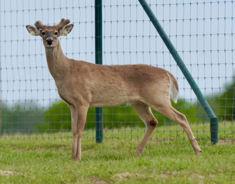 M3 Whitetails are Texas deer breeders that specialize in raising and selling whitetail Breeder Bucks, whitetail DMP Bucks, whitetail Stocker Bucks, as well as open and bred whitetail does. Big Texas Typicals are what buyers want when buying Texas DMP Bucks, Stocker Bucks, and Breeder Bucks. Our whitetail deer for sale are sure to impress prospective buyers and are priced competitively.
