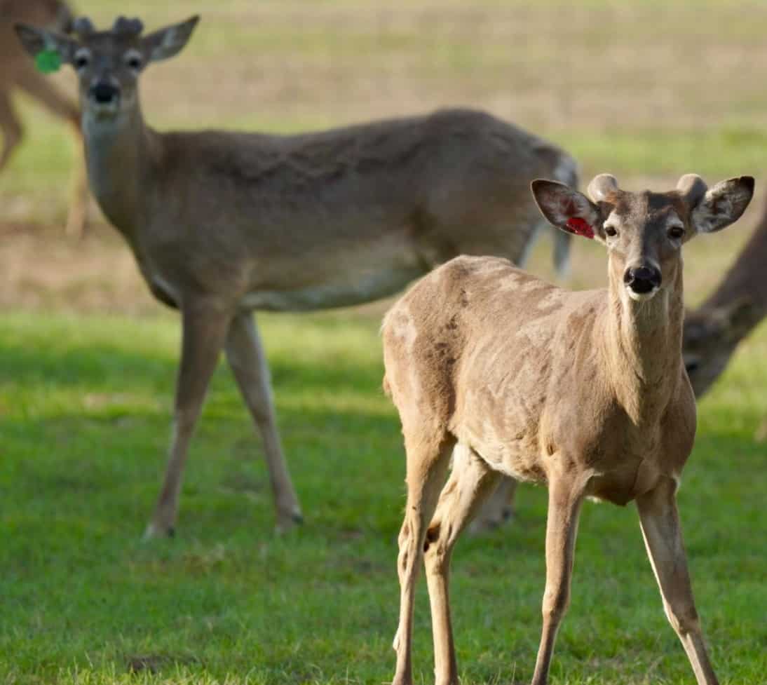 M3 Whitetails are Texas deer breeders that specialize in raising and selling whitetail Breeder Bucks, whitetail DMP Bucks, whitetail Stocker Bucks, as well as open and bred whitetail does. Big Texas Typicals are what buyers want when buying Texas DMP Bucks, Stocker Bucks, and Breeder Bucks. Our whitetail deer for sale are sure to impress prospective buyers and are priced competitively.
