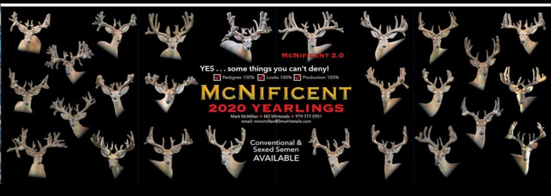 M3 Whitetails are Texas deer breeders that specialize in raising and selling whitetail Breeder Bucks, whitetail DMP Bucks, whitetail Stocker Bucks, as well as open and bred whitetail does. Big Texas Typicals are what buyers want when buying Texas DMP Bucks, Stocker Bucks, and Breeder Bucks. Our whitetail deer for sale are sure to impress prospective buyers and are priced competitively.