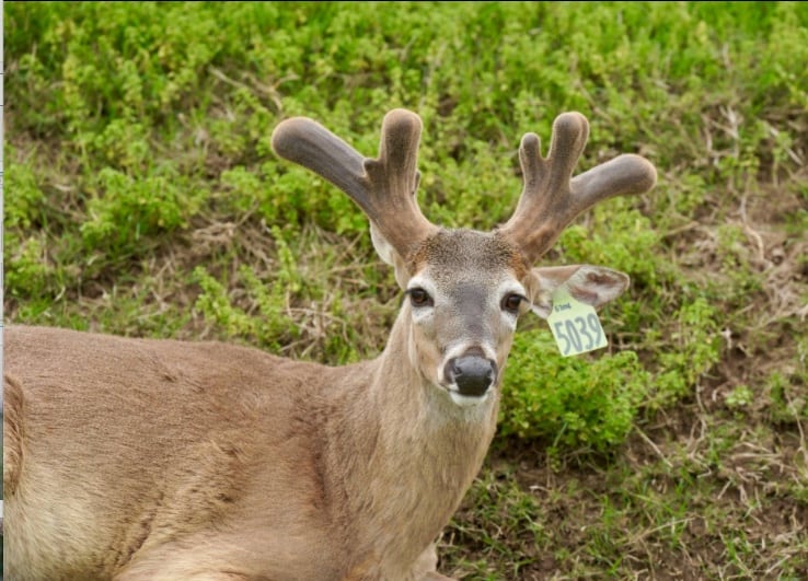 M3 Whitetails are Texas deer breeders that specialize in raising and selling whitetail Breeder Bucks, whitetail DMP Bucks, whitetail Stocker Bucks, as well as open and bred whitetail does. Big Texas Typicals are what buyers want when buying Texas DMP Bucks, Stocker Bucks, and Breeder Bucks. Our whitetail deer for sale are sure to impress prospective buyers and are priced competitively.