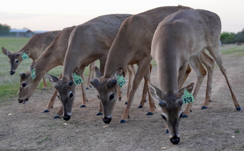 M3 Whitetails are Texas deer breeders that specialize in raising and selling whitetail Breeder Bucks, whitetail DMP Bucks, whitetail Stocker Bucks, as well as open and bred whitetail does. Big Texas Typicals are what buyers want when buying Texas DMP Bucks, Stocker Bucks, and Breeder Bucks. Our whitetail deer for sale are sure to impress prospective buyers and are priced competitively.