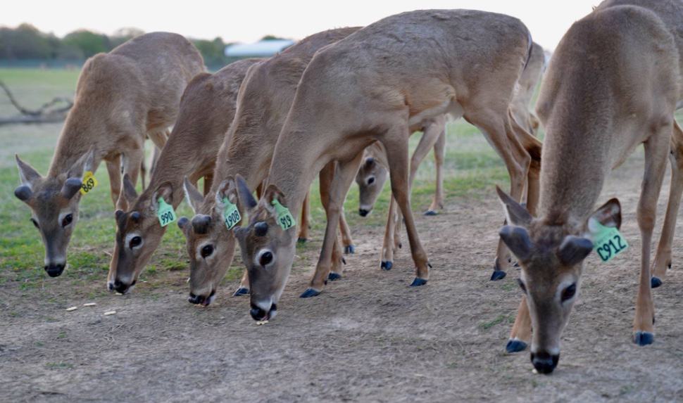 M3 Whitetails are Texas deer breeders that specialize in raising and selling whitetail Breeder Bucks, whitetail DMP Bucks, whitetail Stocker Bucks, as well as open and bred whitetail does. Big Texas Typicals are what buyers want when buying Texas DMP Bucks, Stocker Bucks, and Breeder Bucks. Our whitetail deer for sale are sure to impress prospective buyers and are priced competitively.