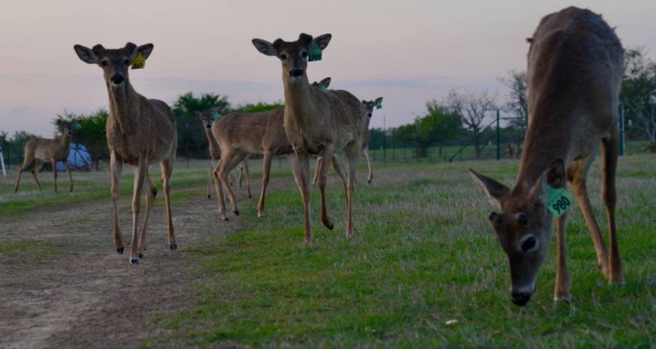 M3 Whitetails are Texas deer breeders that specialize in raising and selling whitetail Breeder Bucks, whitetail DMP Bucks, whitetail Stocker Bucks, as well as open and bred whitetail does. Big Texas Typicals are what buyers want when buying Texas DMP Bucks, Stocker Bucks, and Breeder Bucks. Our whitetail deer for sale are sure to impress prospective buyers and are priced competitively.
