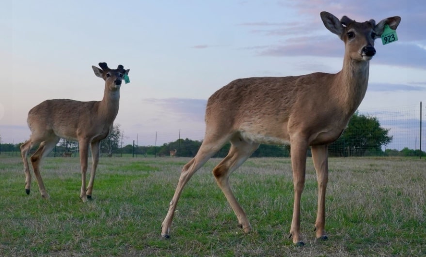 M3 Whitetails are Texas deer breeders that specialize in raising and selling whitetail Breeder Bucks, whitetail DMP Bucks, whitetail Stocker Bucks, as well as open and bred whitetail does. Big Texas Typicals are what buyers want when buying Texas DMP Bucks, Stocker Bucks, and Breeder Bucks. Our whitetail deer for sale are sure to impress prospective buyers and are priced competitively.