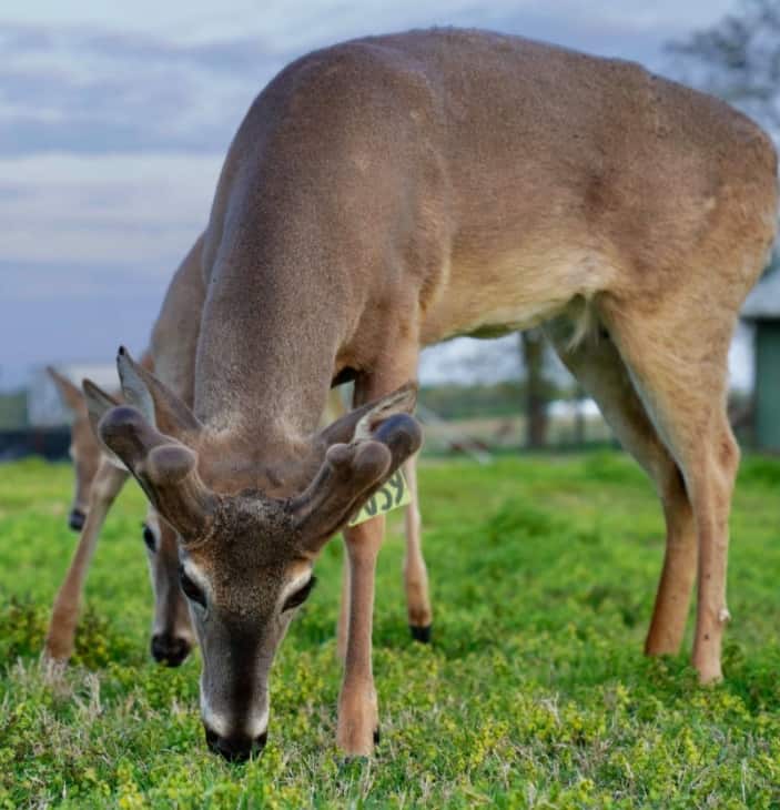 M3 Whitetails are Texas deer breeders that specialize in raising and selling whitetail Breeder Bucks, whitetail DMP Bucks, whitetail Stocker Bucks, as well as open and bred whitetail does. Big Texas Typicals are what buyers want when buying Texas DMP Bucks, Stocker Bucks, and Breeder Bucks. Our whitetail deer for sale are sure to impress prospective buyers and are priced competitively.