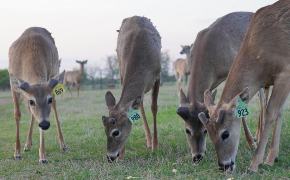 M3 Whitetails are Texas deer breeders that specialize in raising and selling whitetail Breeder Bucks, whitetail DMP Bucks, whitetail Stocker Bucks, as well as open and bred whitetail does. Big Texas Typicals are what buyers want when buying Texas DMP Bucks, Stocker Bucks, and Breeder Bucks. Our whitetail deer for sale are sure to impress prospective buyers and are priced competitively.
