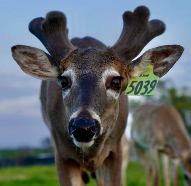 M3 Whitetails are Texas deer breeders that specialize in raising and selling whitetail Breeder Bucks, whitetail DMP Bucks, whitetail Stocker Bucks, as well as open and bred whitetail does. Big Texas Typicals are what buyers want when buying Texas DMP Bucks, Stocker Bucks, and Breeder Bucks. Our whitetail deer for sale are sure to impress prospective buyers and are priced competitively.