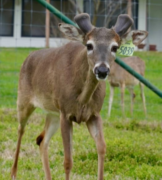 M3 Whitetails are Texas deer breeders that specialize in raising and selling whitetail Breeder Bucks, whitetail DMP Bucks, whitetail Stocker Bucks, as well as open and bred whitetail does. Big Texas Typicals are what buyers want when buying Texas DMP Bucks, Stocker Bucks, and Breeder Bucks. Our whitetail deer for sale are sure to impress prospective buyers and are priced competitively.