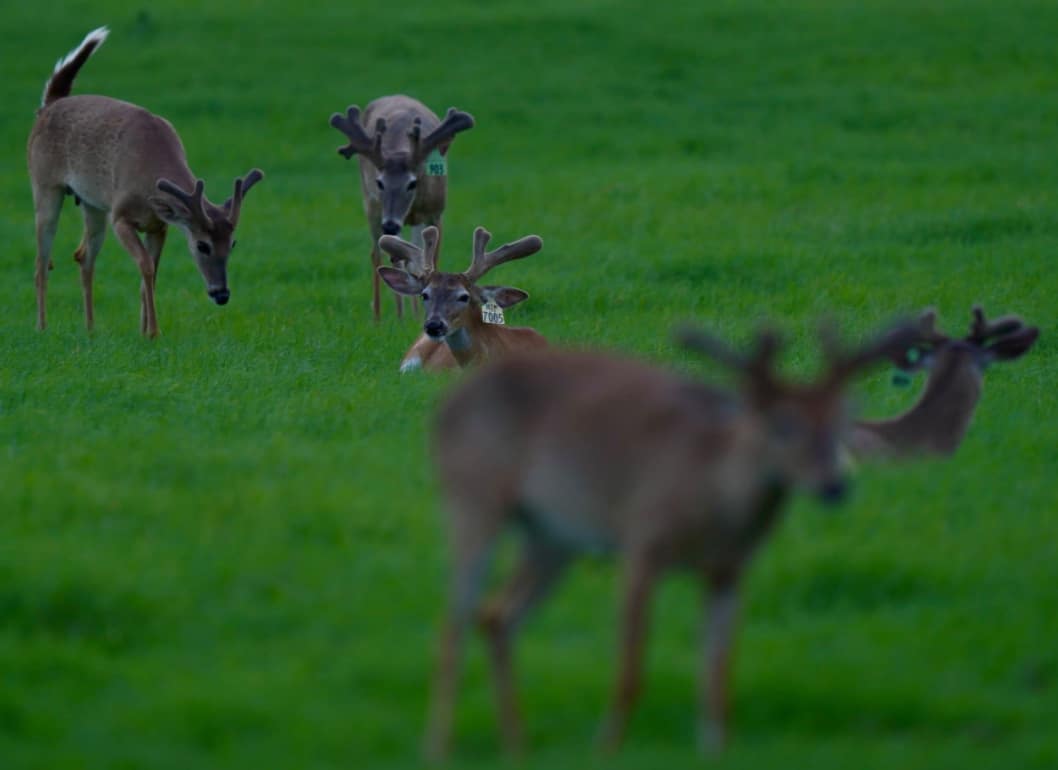 M3 Whitetails are Texas deer breeders that specialize in raising and selling whitetail Breeder Bucks, whitetail DMP Bucks, whitetail Stocker Bucks, as well as open and bred whitetail does. Big Texas Typicals are what buyers want when buying Texas DMP Bucks, Stocker Bucks, and Breeder Bucks. Our whitetail deer for sale are sure to impress prospective buyers and are priced competitively.