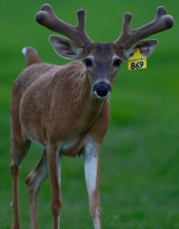 M3 Whitetails are Texas deer breeders that specialize in raising and selling whitetail Breeder Bucks, whitetail DMP Bucks, whitetail Stocker Bucks, as well as open and bred whitetail does. Big Texas Typicals are what buyers want when buying Texas DMP Bucks, Stocker Bucks, and Breeder Bucks. Our whitetail deer for sale are sure to impress prospective buyers and are priced competitively.