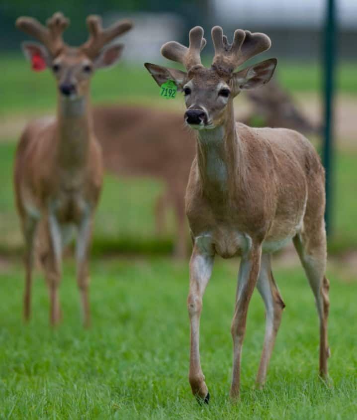 M3 Whitetails are Texas deer breeders that specialize in raising and selling whitetail Breeder Bucks, whitetail DMP Bucks, whitetail Stocker Bucks, as well as open and bred whitetail does. Big Texas Typicals are what buyers want when buying Texas DMP Bucks, Stocker Bucks, and Breeder Bucks. Our whitetail deer for sale are sure to impress prospective buyers and are priced competitively.