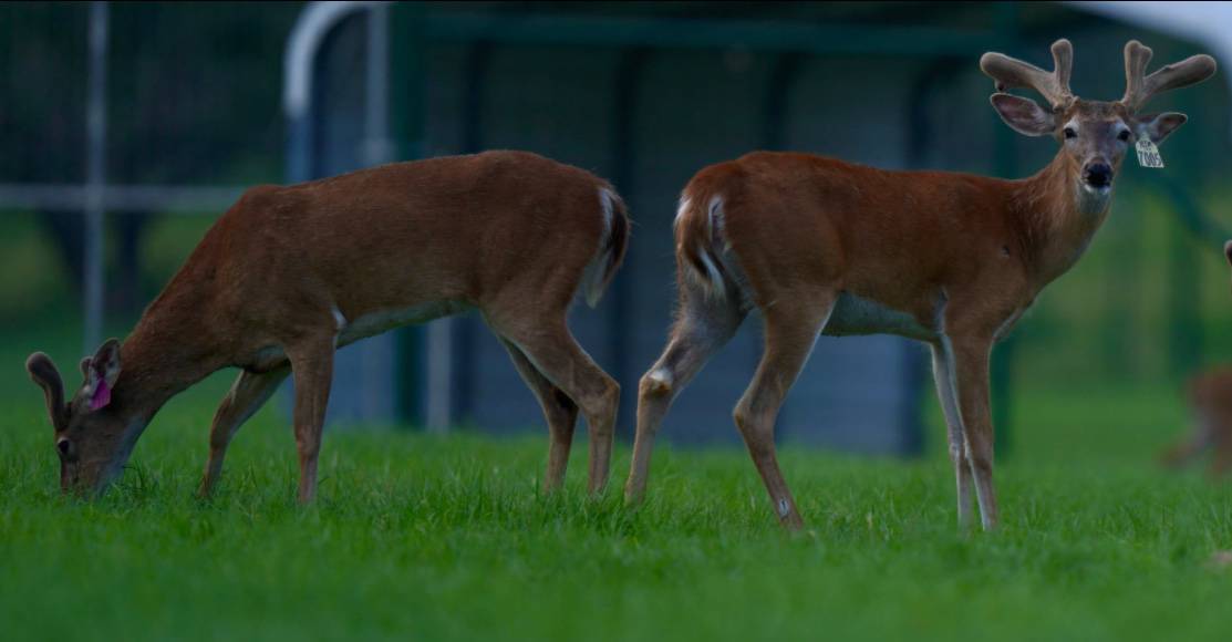 M3 Whitetails are Texas deer breeders that specialize in raising and selling whitetail Breeder Bucks, whitetail DMP Bucks, whitetail Stocker Bucks, as well as open and bred whitetail does. Big Texas Typicals are what buyers want when buying Texas DMP Bucks, Stocker Bucks, and Breeder Bucks. Our whitetail deer for sale are sure to impress prospective buyers and are priced competitively.